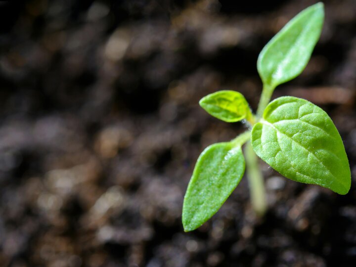 plant seedling in soil